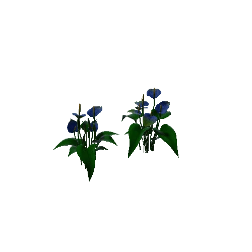 Flower Anthurium Floral5